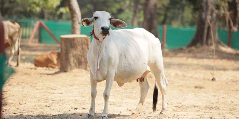 Tharparkar cattle