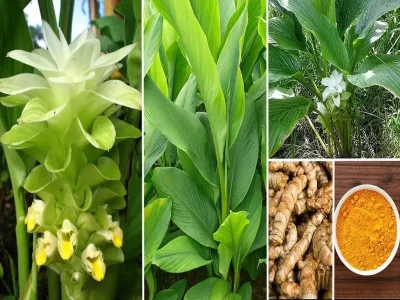 Turmeric Pests