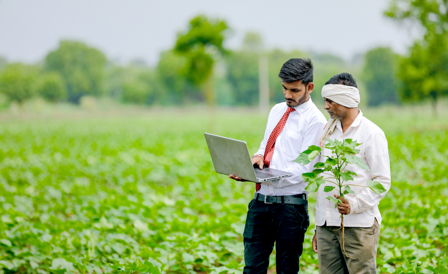 e-Crop Smart Farming