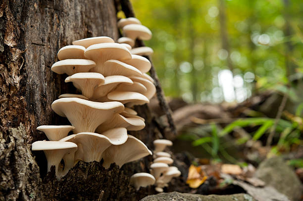 oyster mushrooms