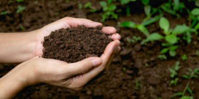 Soil Health